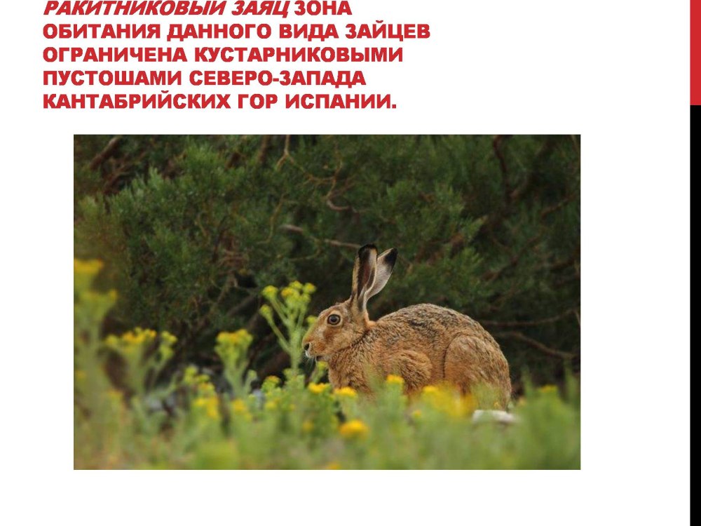 Млекопитающие Самарской области