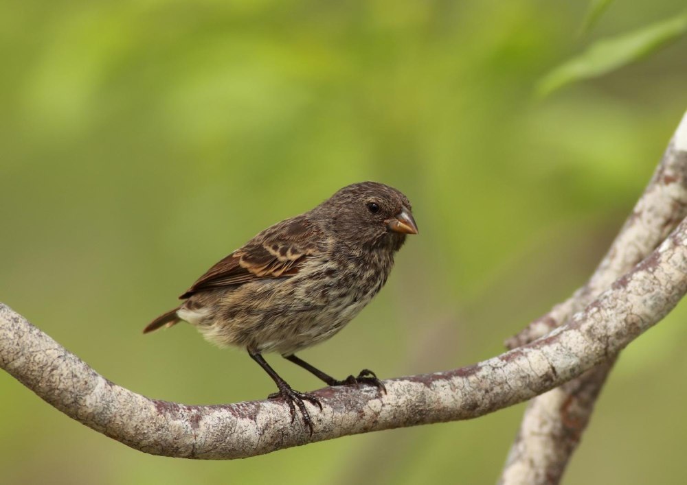 Finch & Wind #Darwin