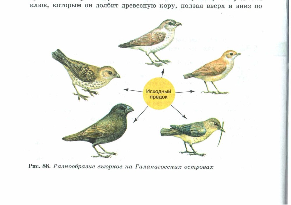 Галапагосские вьюрки Дарвина