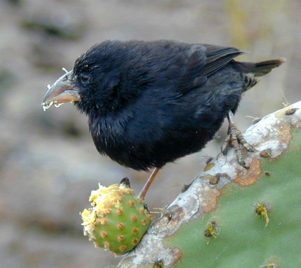 Вьюрок Cactus Finch