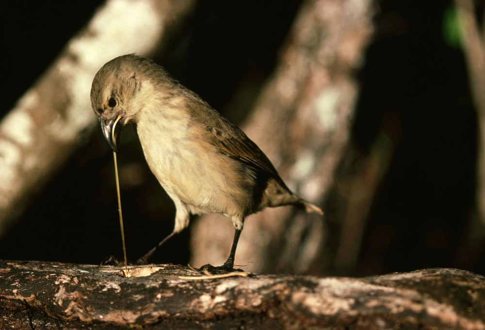 Camarhynchus pallidus