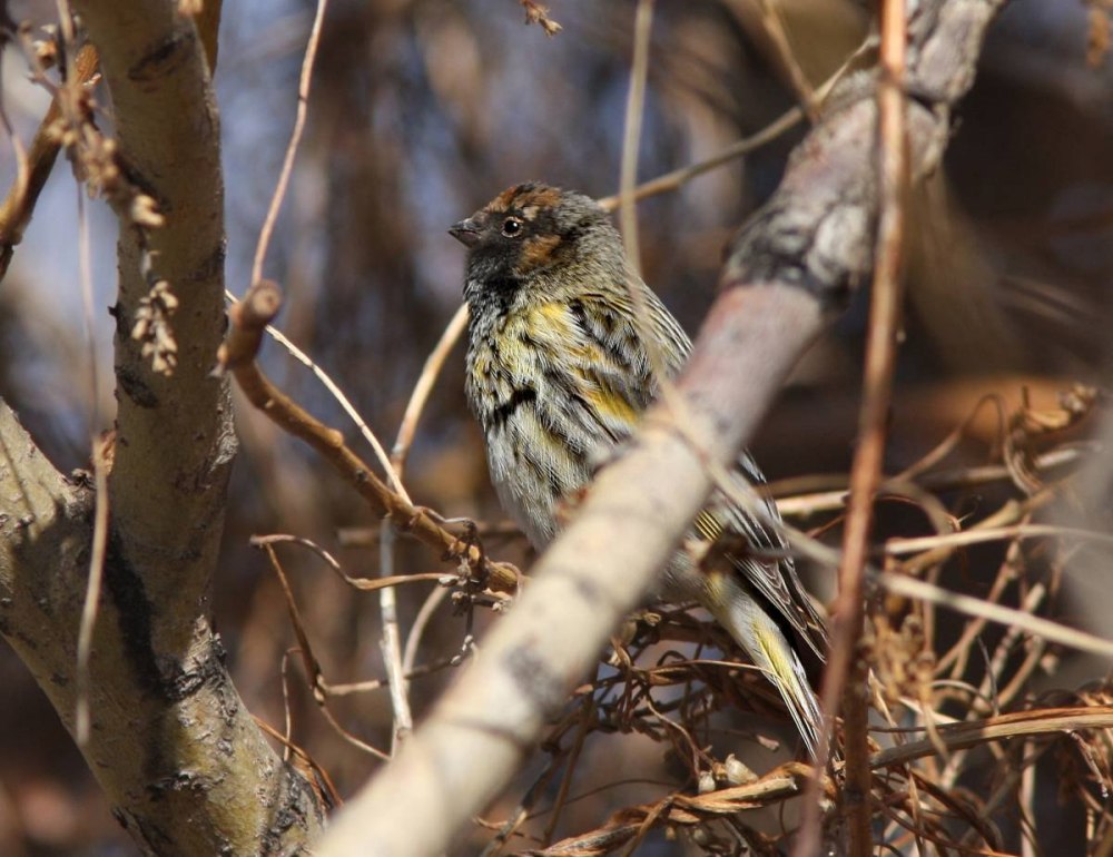 Красношапочный вьюрок (Serinus pusillus).