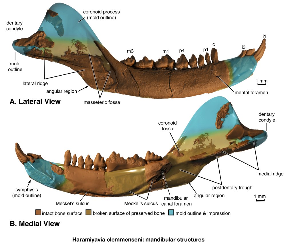 Dentary Bone
