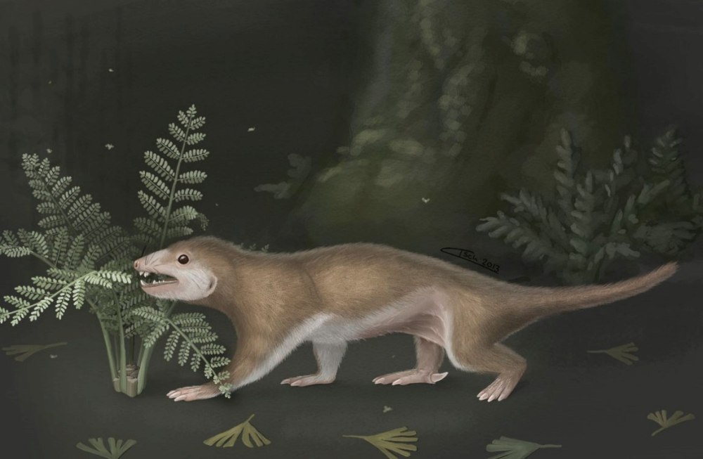 Juramaia sinensis