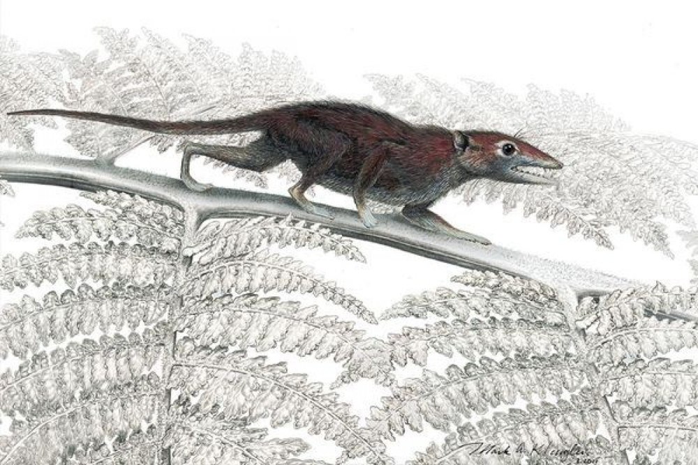Juramaia sinensis