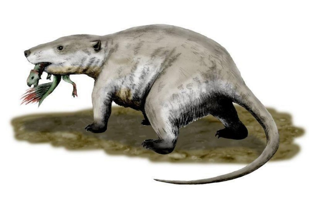 Repenomamus robustus