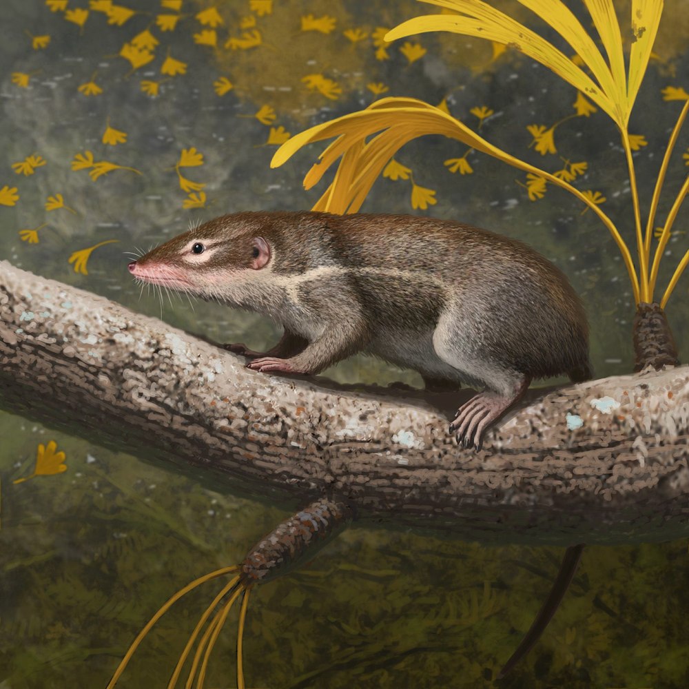 Juramaia sinensis