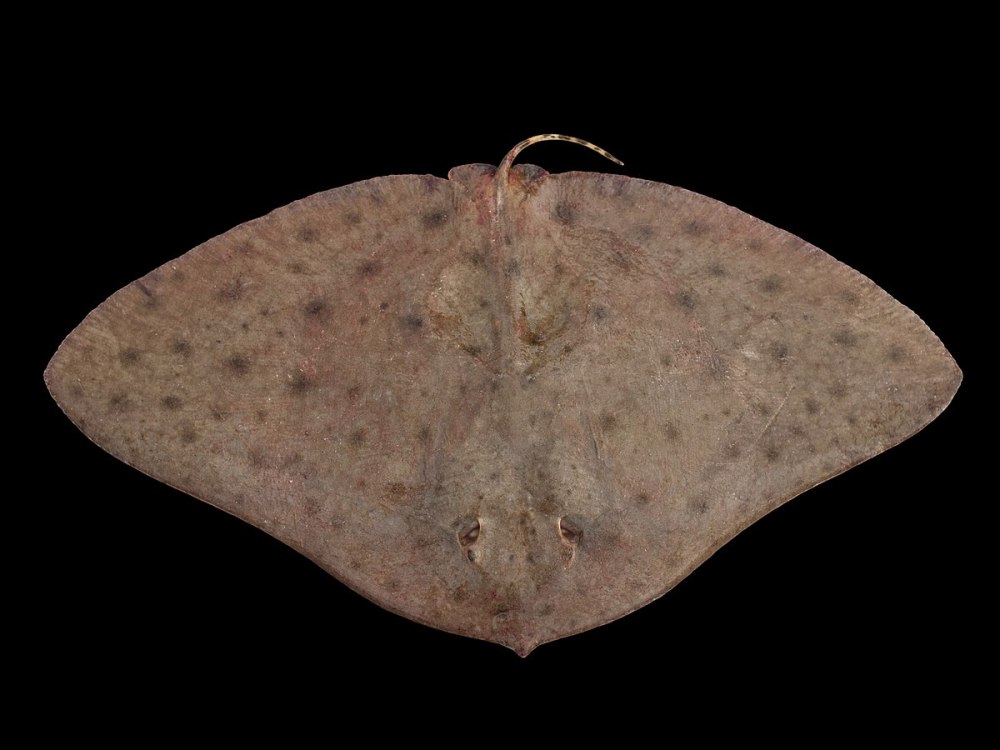 Gymnura Скат