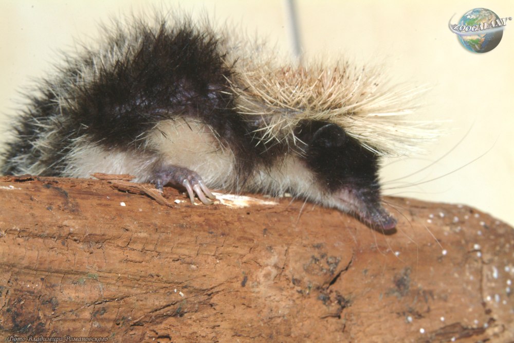 Lowland streaked Tenrec