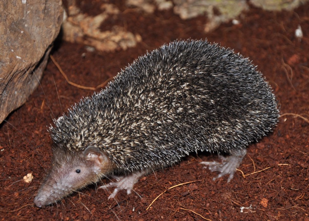 Setifer setosus