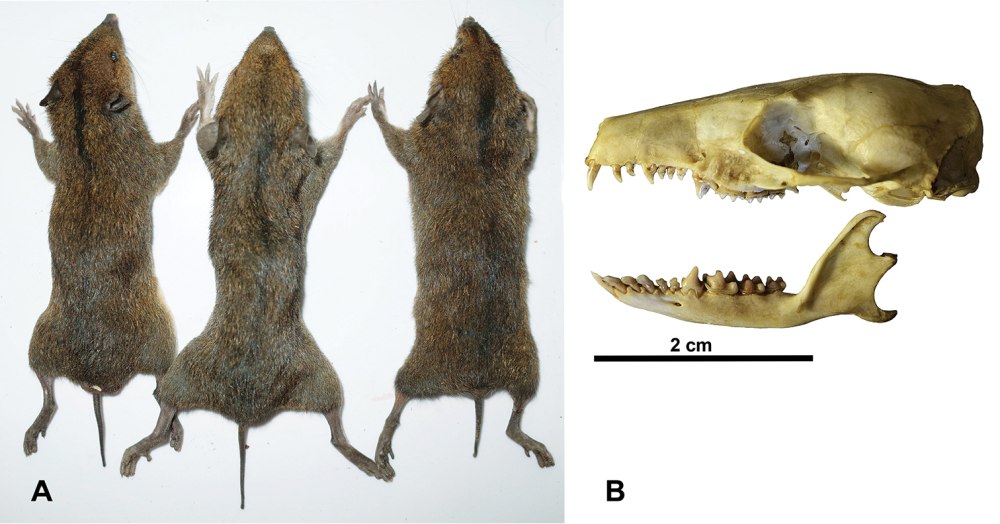Neohylomys hainanensis