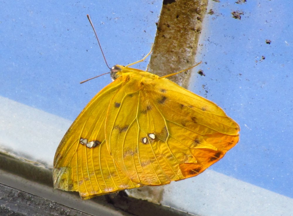 Catopsilia Scylla asema