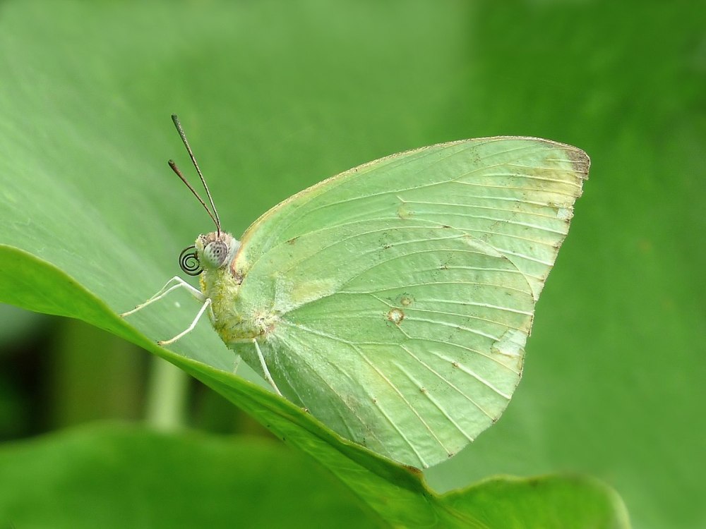 Catopsilia Pomona f. Crocate