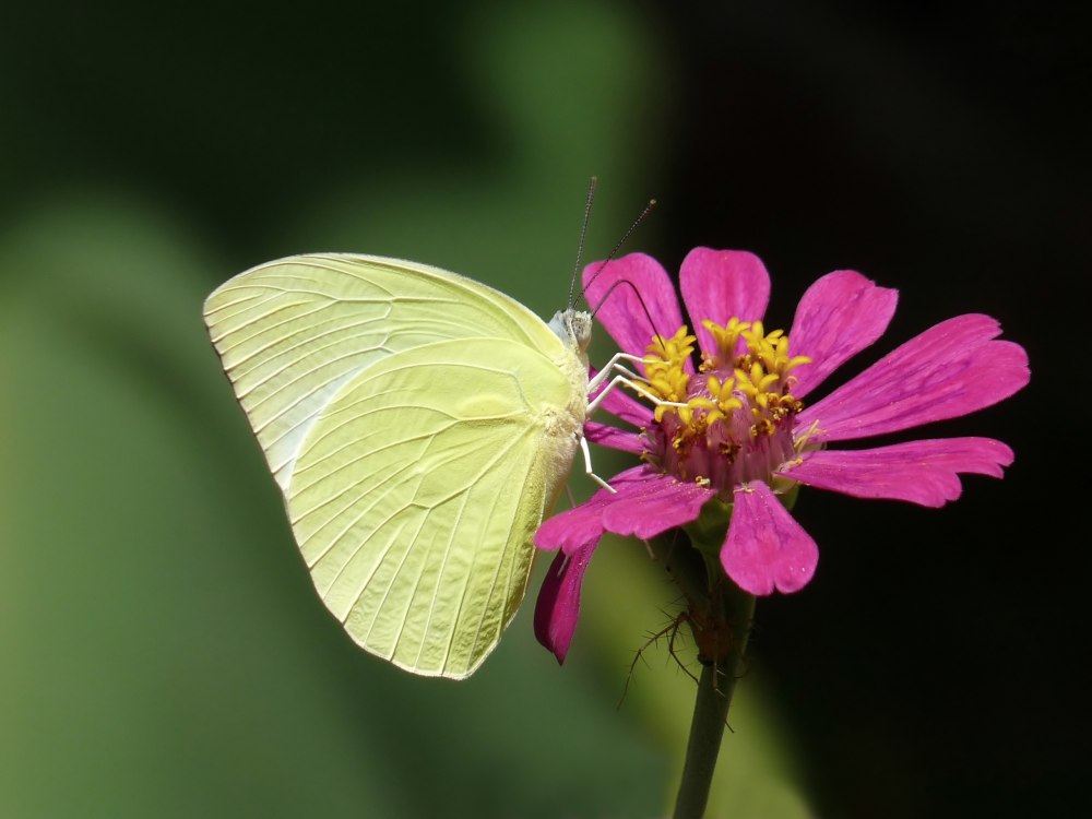 Catopsilia Pomona