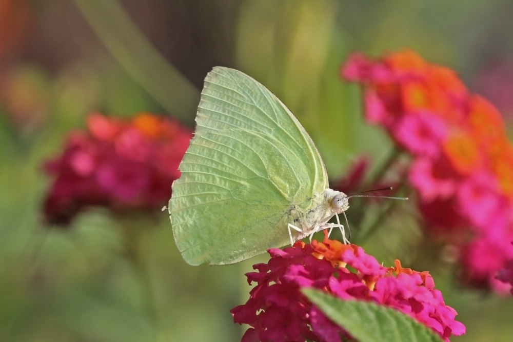 Pick the Butterfly