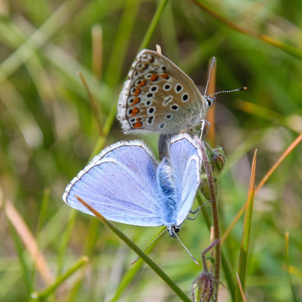Polyommatus bellargus