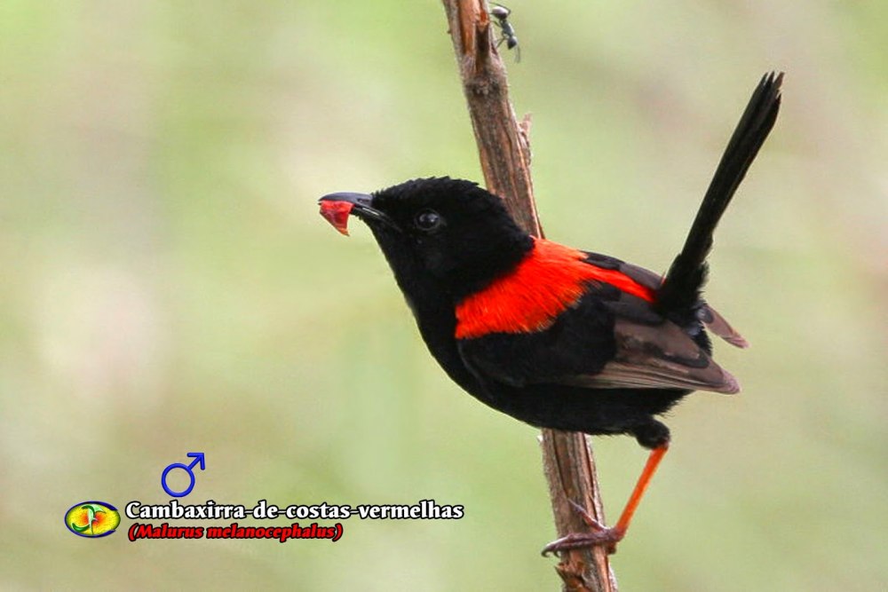 A Red-backed Fairy-Wren