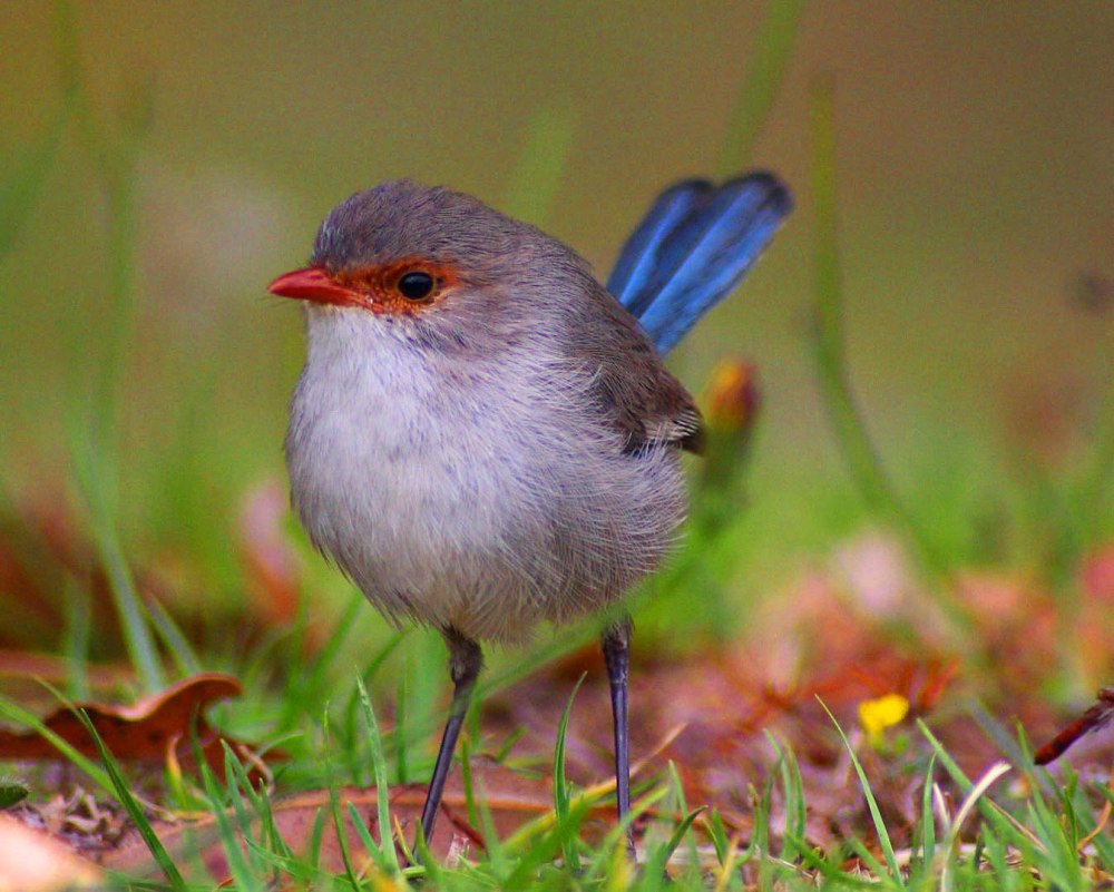 Fairy Wren