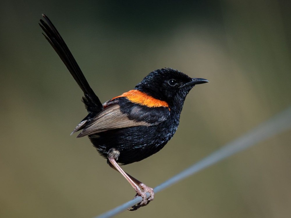 Dusky Grasswren