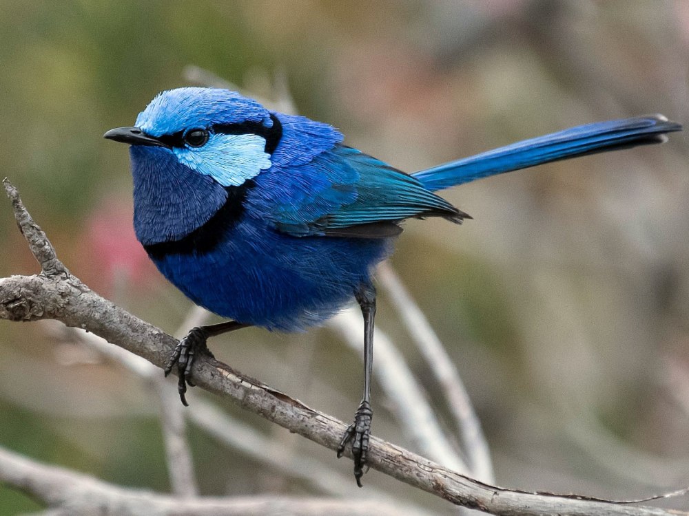 Blue Bird Brown