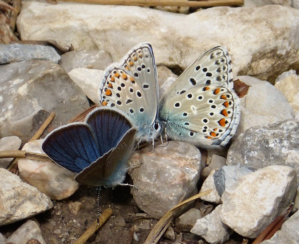 Adonis_Lysandra bellargus на русском