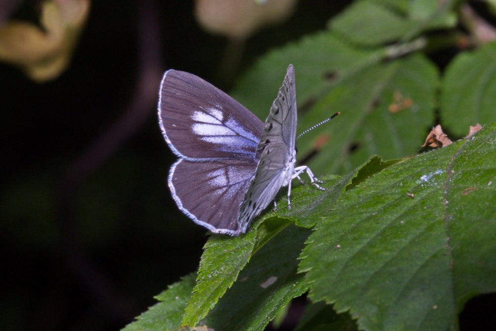Зефир Тихоокеанский (Goldia Pacifica)