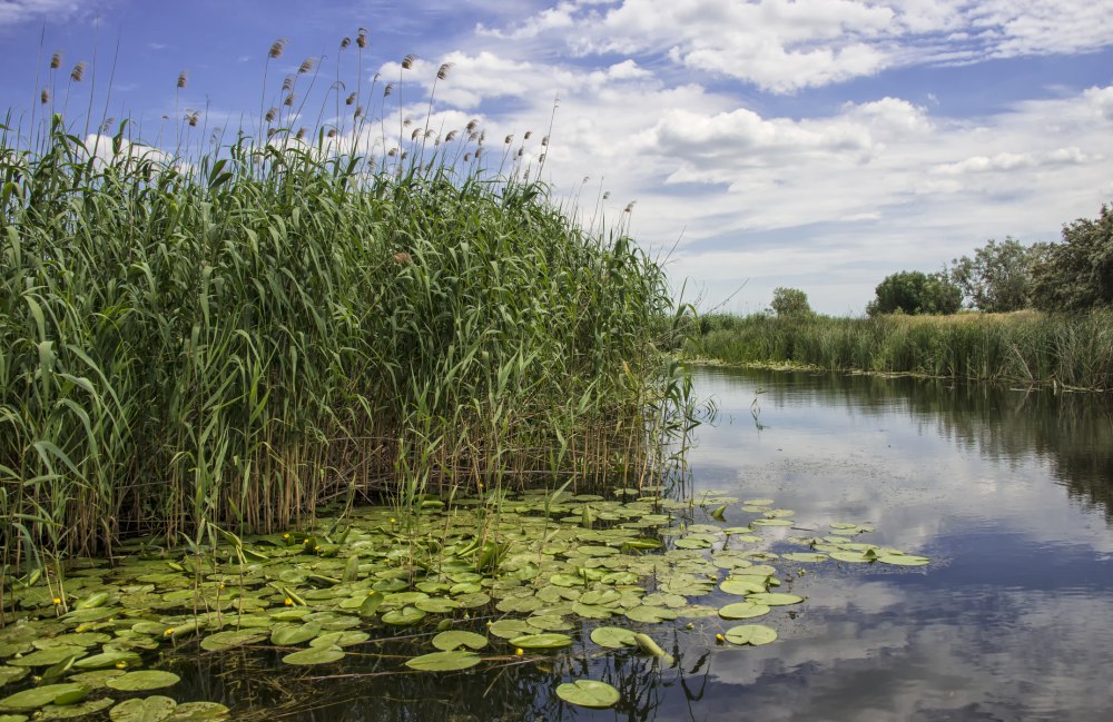 Водно Болотное угодье