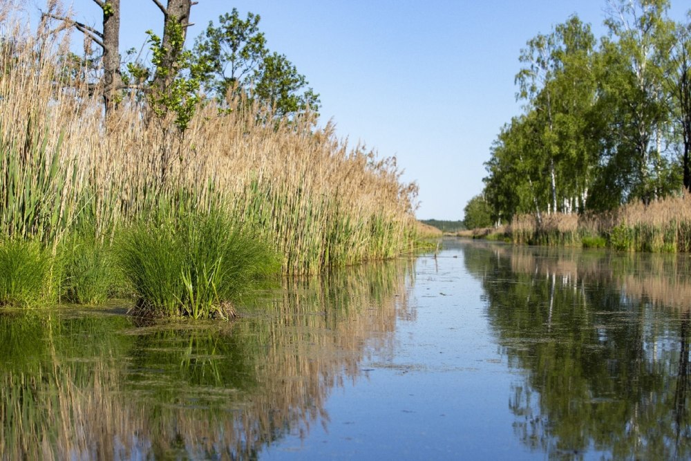 Верхнеяузского водно-болотного комплекса
