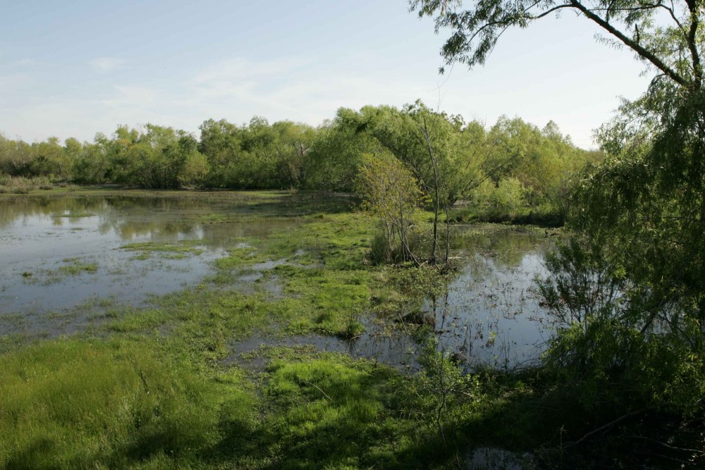 Marshland Habitat