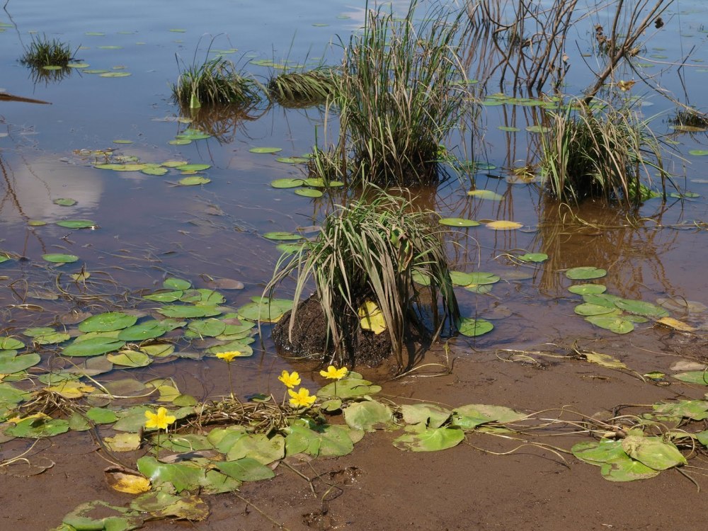 Травяные Кочки на воде что это
