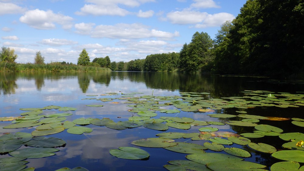 Озеро горожёное национальный парк Угра фото