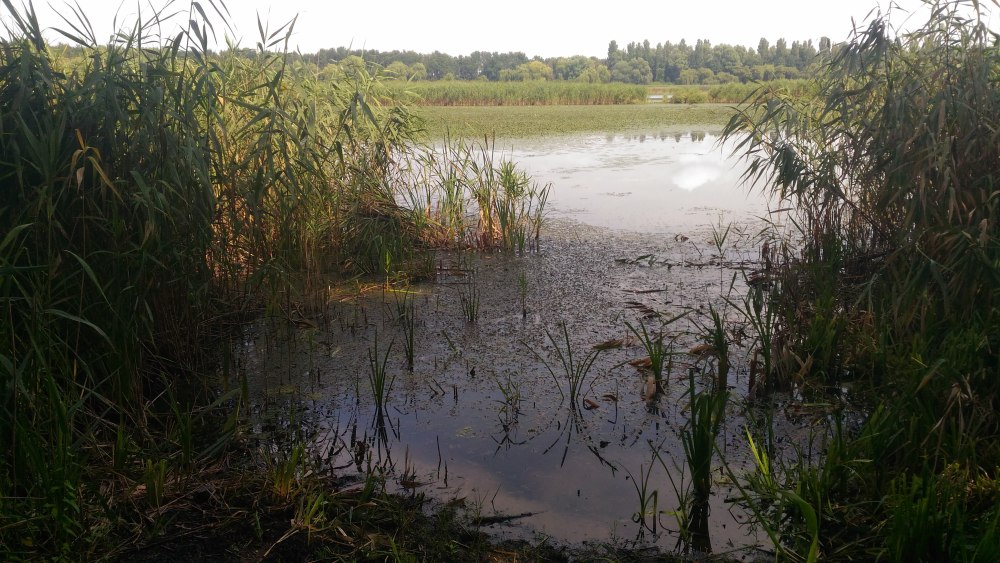 Речка Болотная в городе Болотное