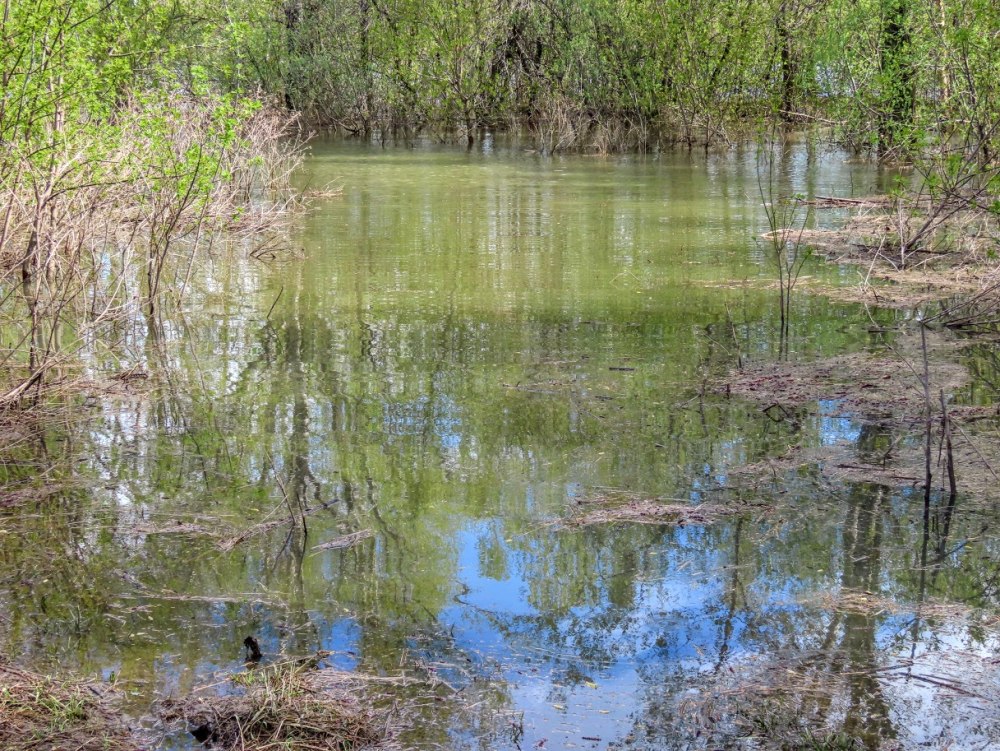 Водно болотные угодья фильм 2013 смотреть онлайн