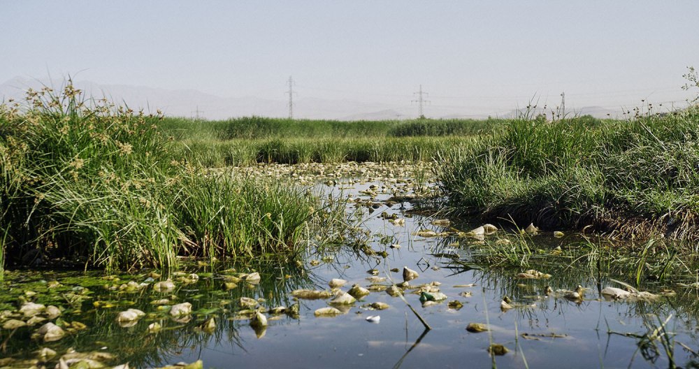 Водно-болотные угодья дельты Кубани
