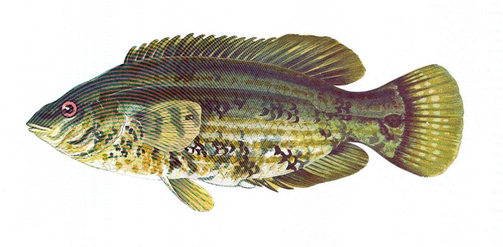 Род рыб зеленушки
