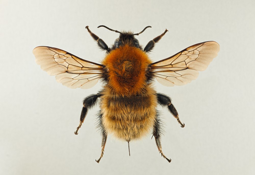 Пчелы epeolus splendidus