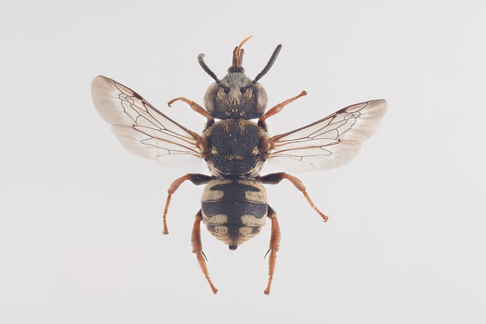 Colaphellus Alpinus