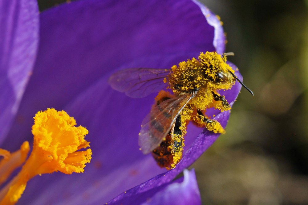 Пчелиная пыльца (Bee pollen)