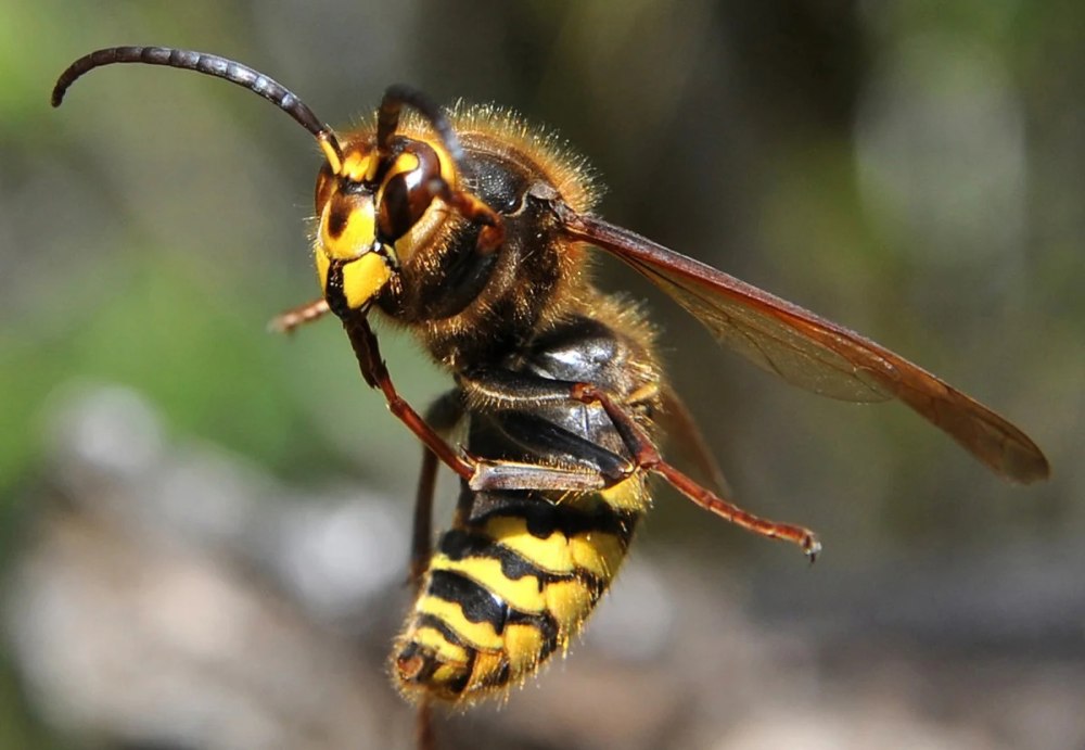 Шершень обыкновенный Vespa crabro