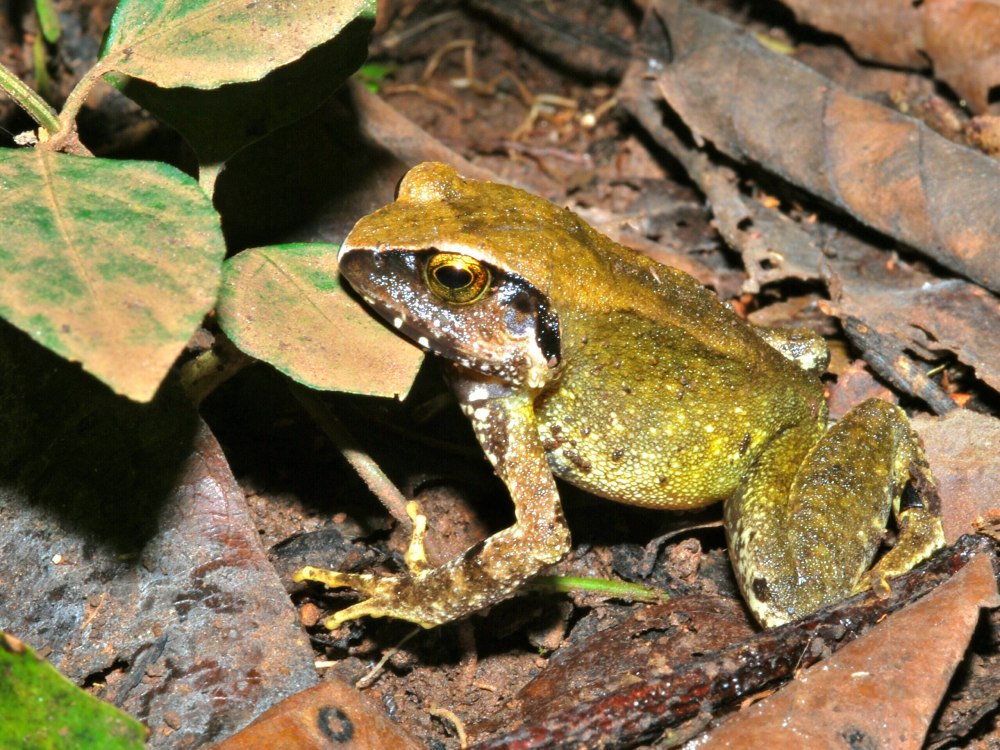 Редкий вил лягушек Arthroleptis Troglodytes
