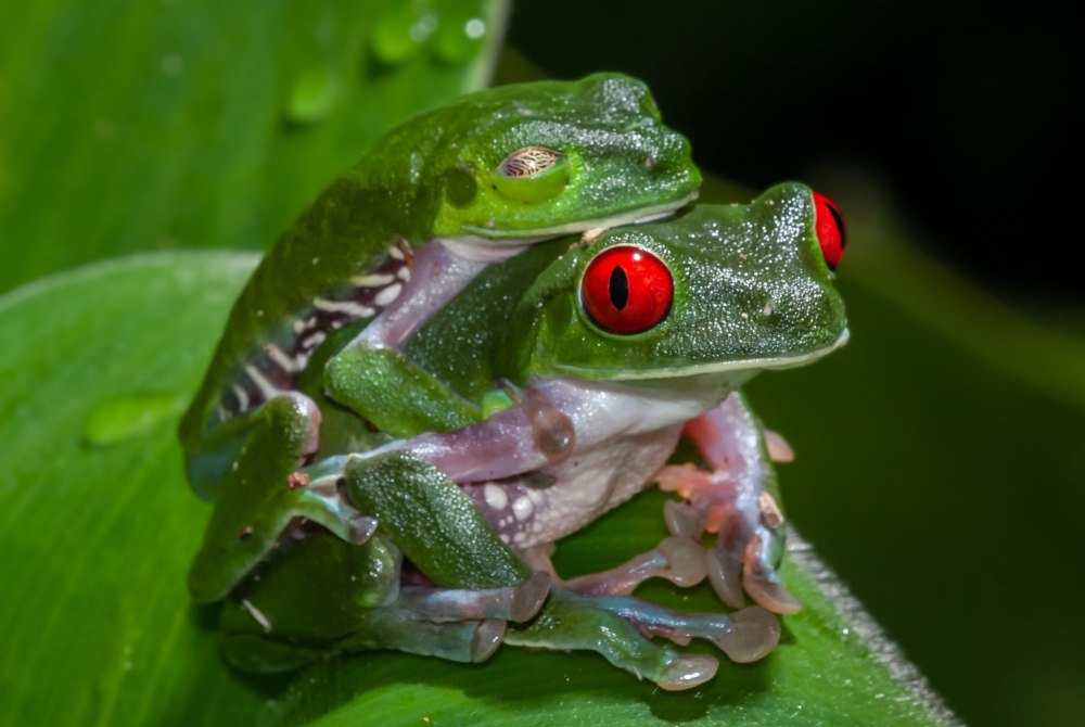 Black Forest Frog