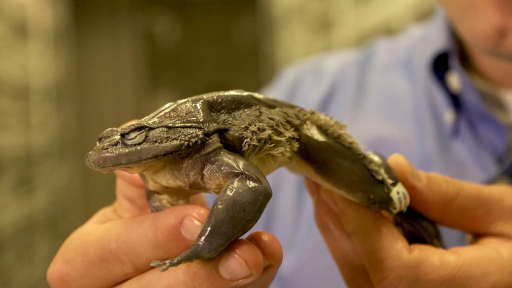 Лягушка Trichobatrachus robustus