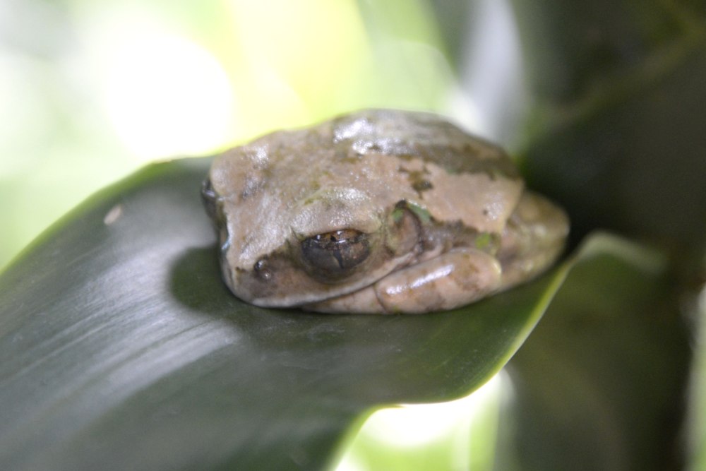 Leptopelis concolor