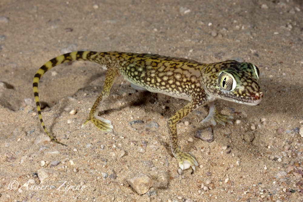 Stenodactylus doriae
