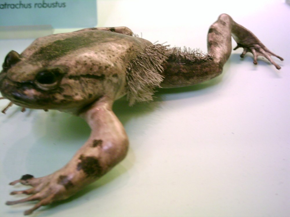 Лягушка Trichobatrachus robustus