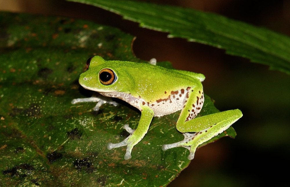 Pseudophilautus conniffae