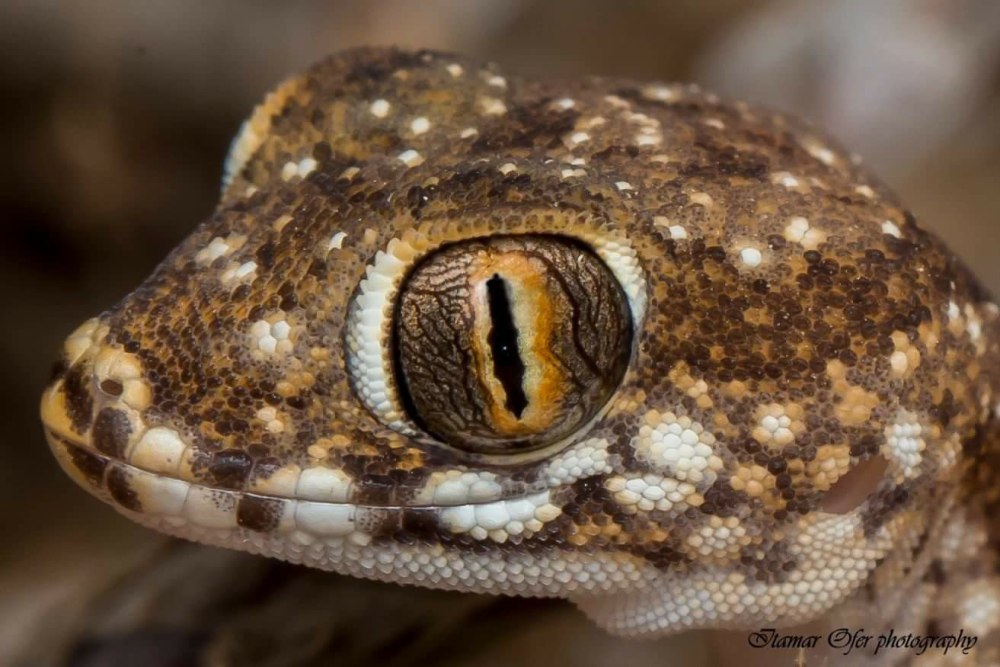 Stenodactylus Petri