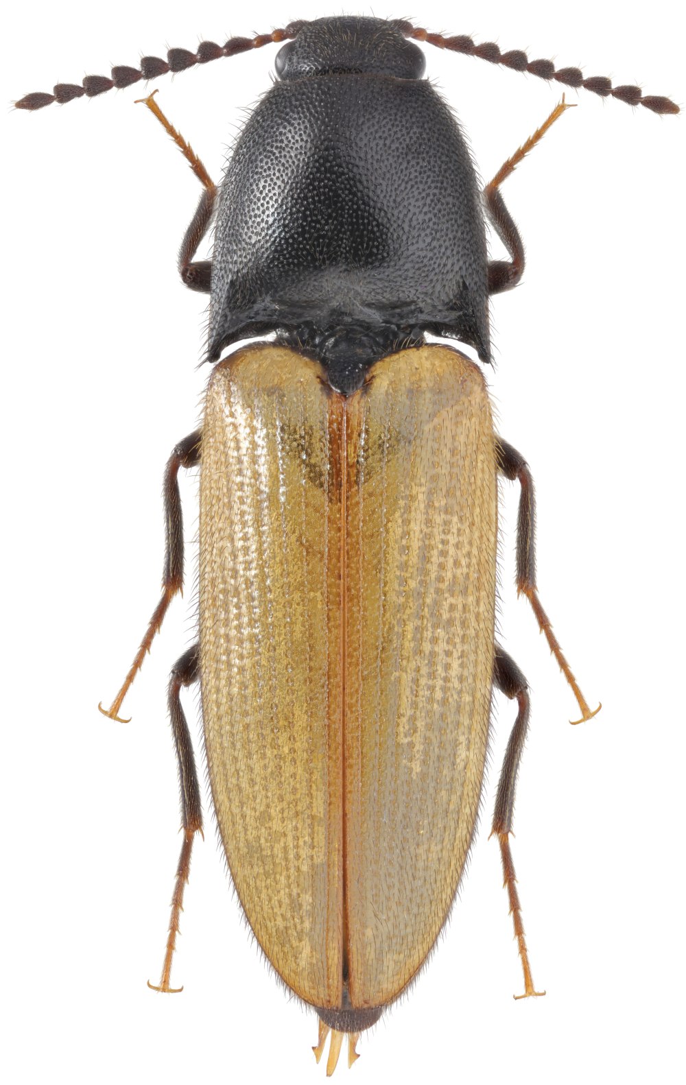 Черный Жук Elateridae