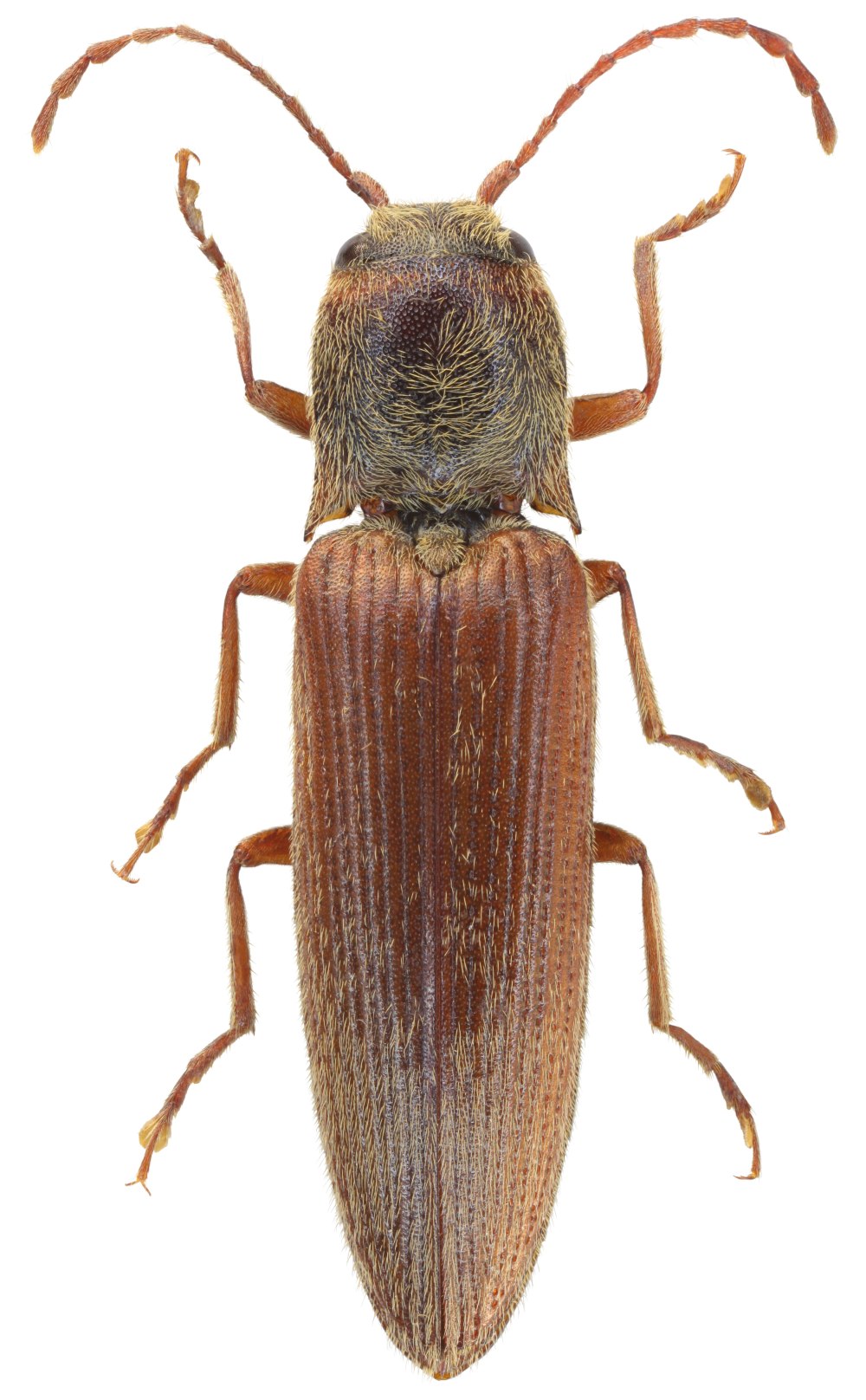Heteromastus filiformis