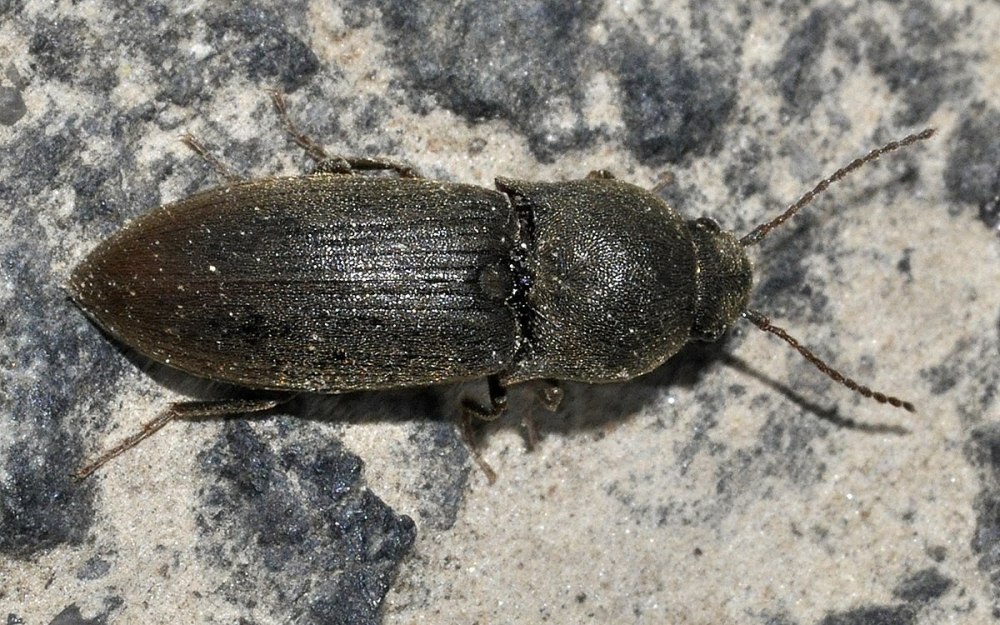 Helochares Obscurus